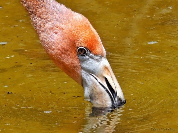 Flamingo - Close Look