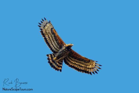 Crowned Eagle