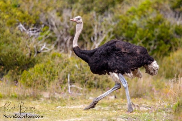 Common Ostrich at Cape Point