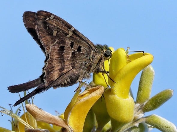 Longtailed Skipper Butterfly