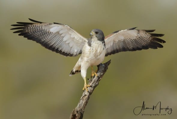 White-tailed Hawk 