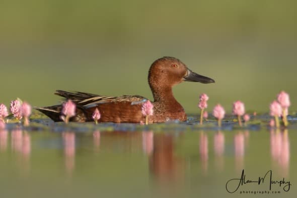 Cinnamon Teal 