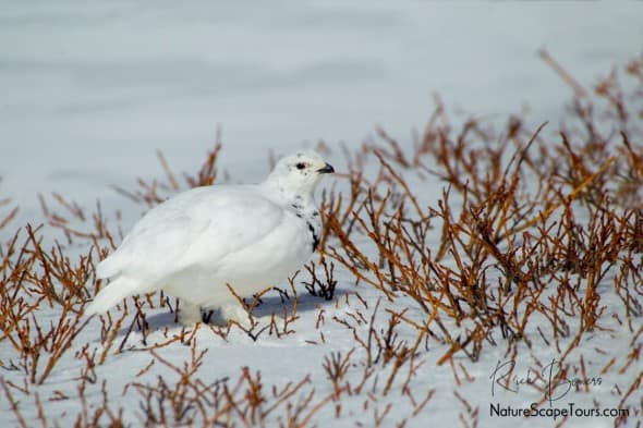 White-tailed Ptarmigan in Winter Plumage