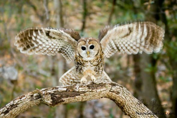 Spotted Owl Landing