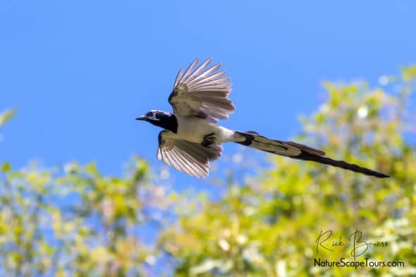 Black-throated Magpie-jay in Flight