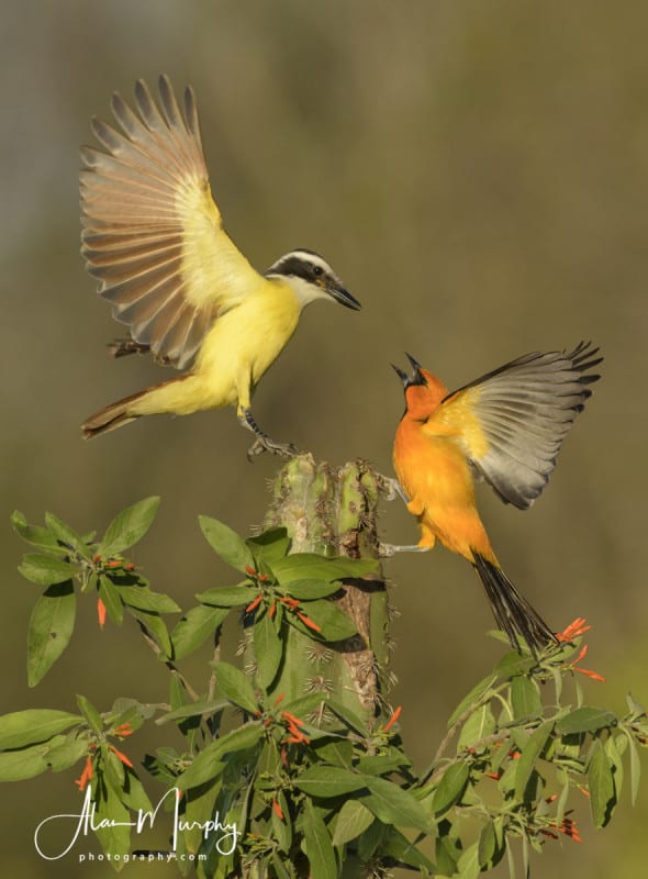 Great Kiskadee