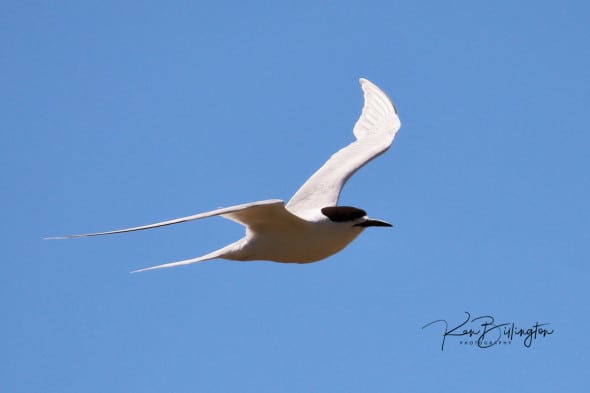 White-fronted Tern (Sterna Striata)