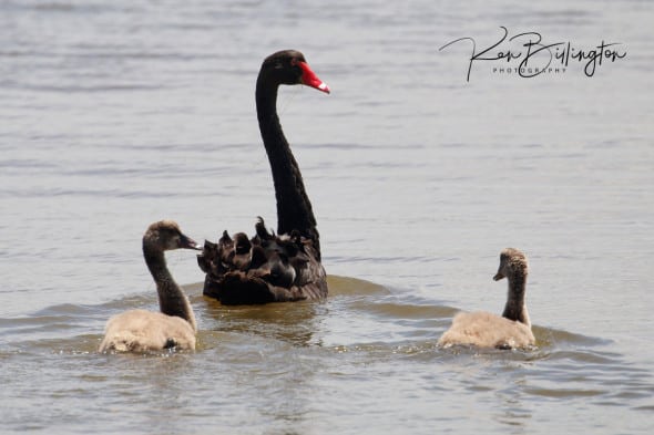 Black Swan Family (Cygnus Atratus)