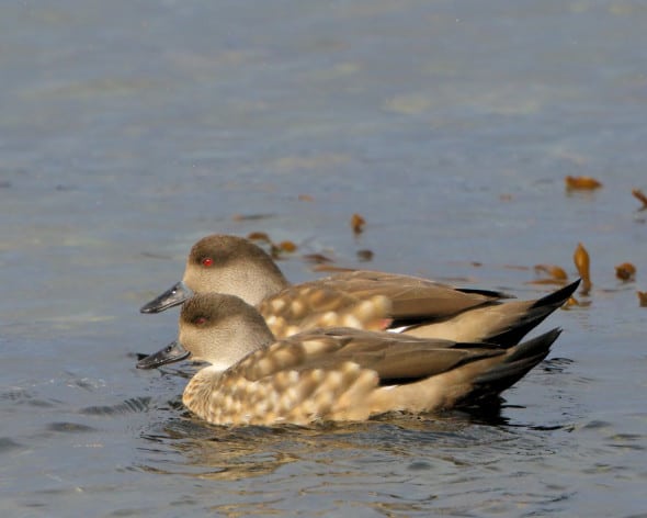 Crested Duck Pair
