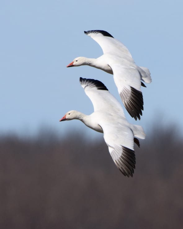 Snow Goose Pair in Flight