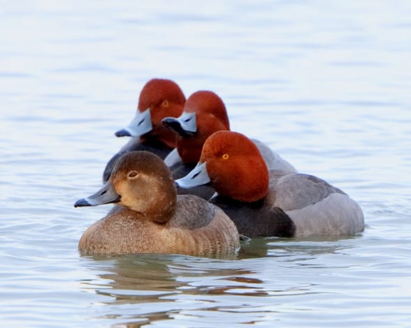 Overwintering Redhead Hen and Drakes