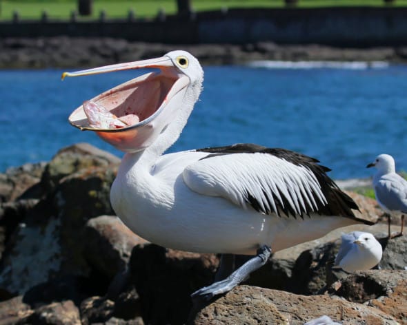 Australian Pelican at the Filleting Table