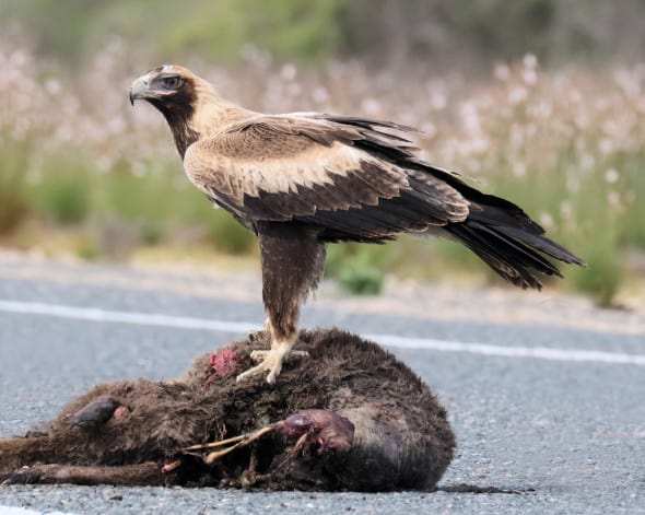 Immature Wedge-tailed Eagle on Road-kill