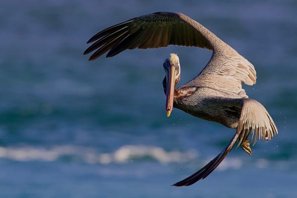 Brown Pelican Harassed by Laughing Gull