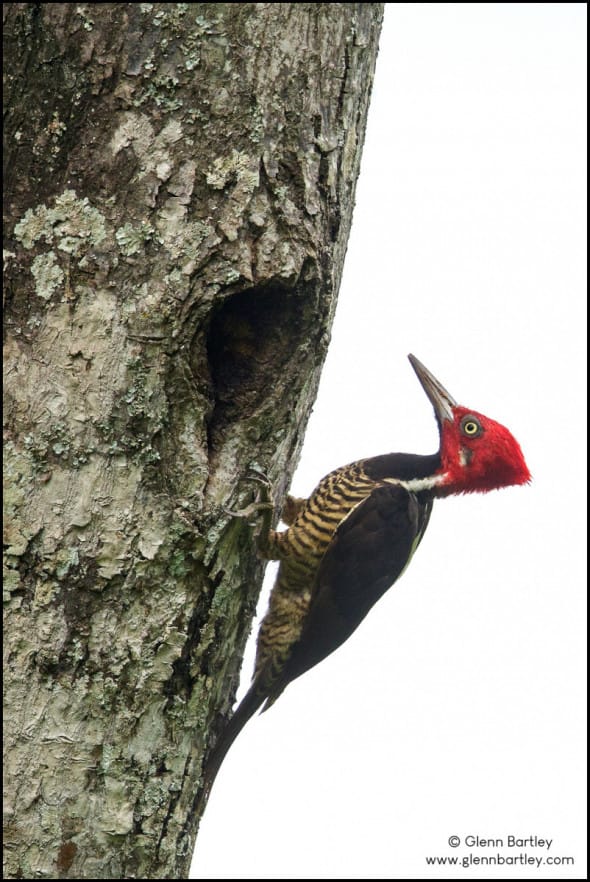 Guayaquil Woodpecker (Campephilus gayaquilensis)