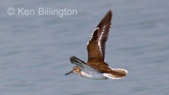 Sandpiper (Actitis hypoleucos) 