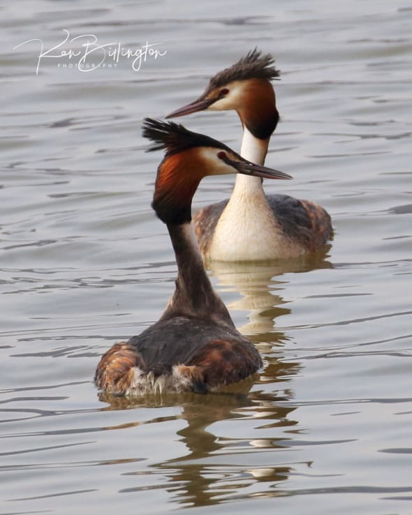 Mating Rituals - Great Crested Grebes