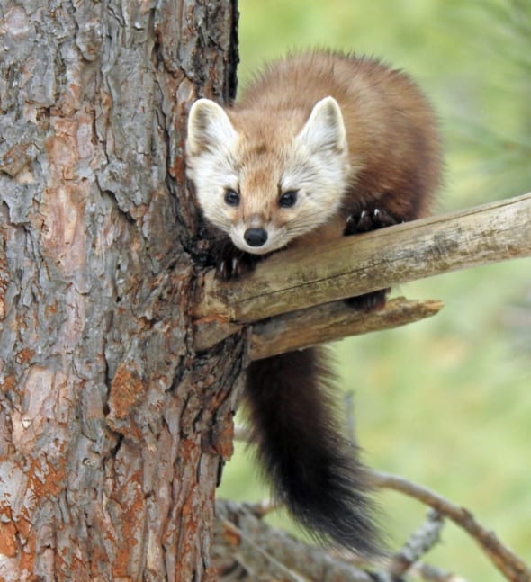 Pine Marten