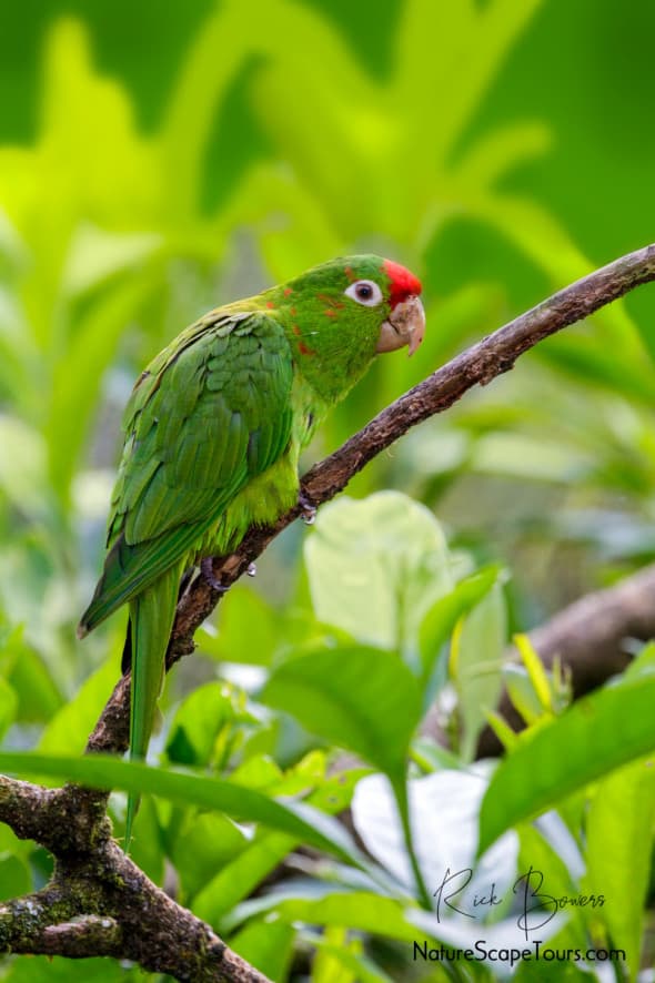 Crimson-fronted Parakeet