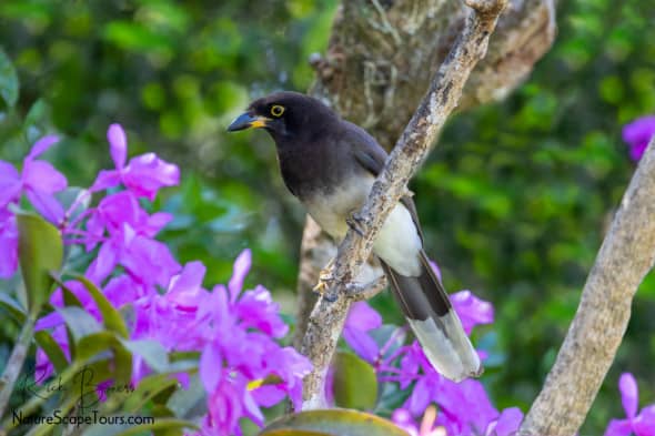 Brown Jay in Orchids