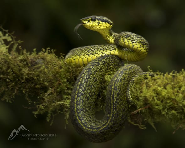 Black-speckled Palm-pitviper