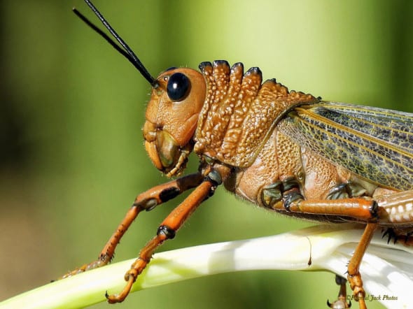 Locust at Rest