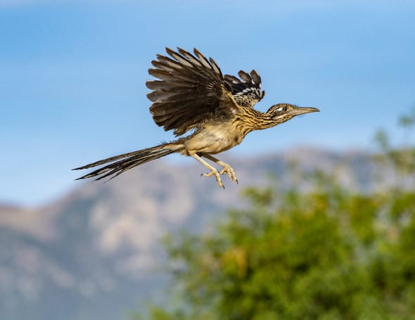 Roadrunner, I Can Fly!