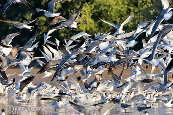 Bird Migration