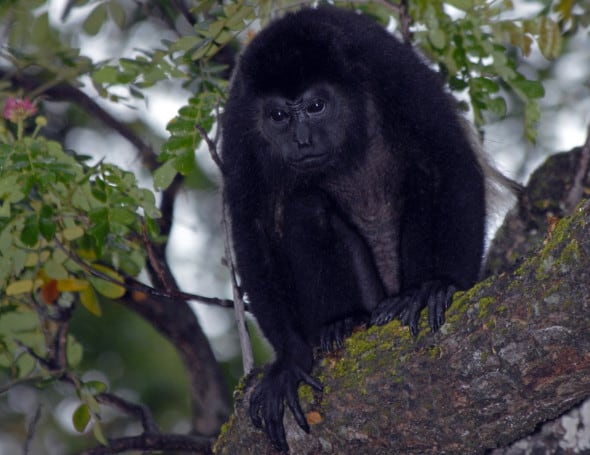 Mantled Howler Monkey