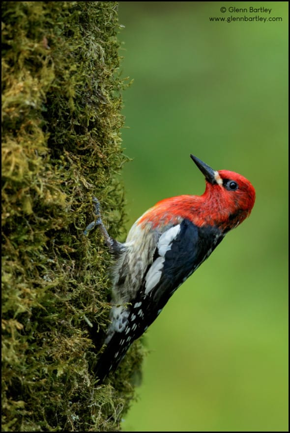 Red-breasted Sapsucker (Sphyrapicus ruber) perched on a branch in British Colombia, Canada.