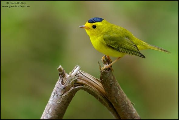 Wilsons Warbler (Wilsonia pusilla) perched on a branch in British Colombia, Canada.