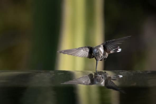 Hummingbird Reflection