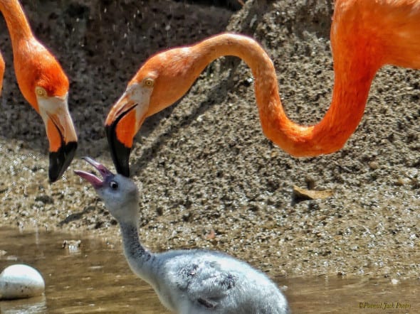 For the Love of - Parents (Flamingos)