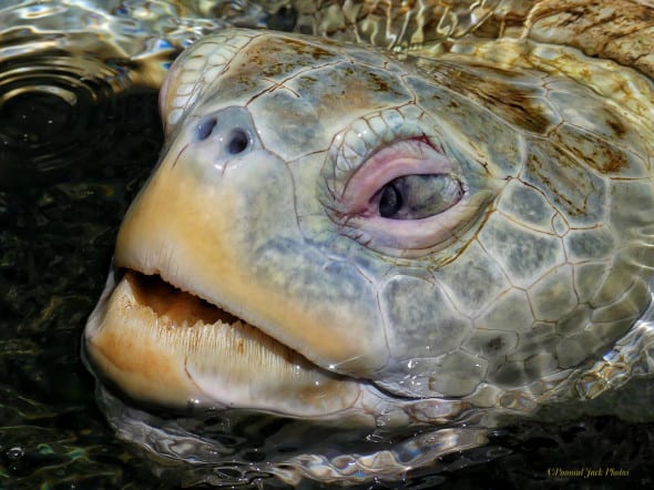 Giant Sea Turtle - Close Look