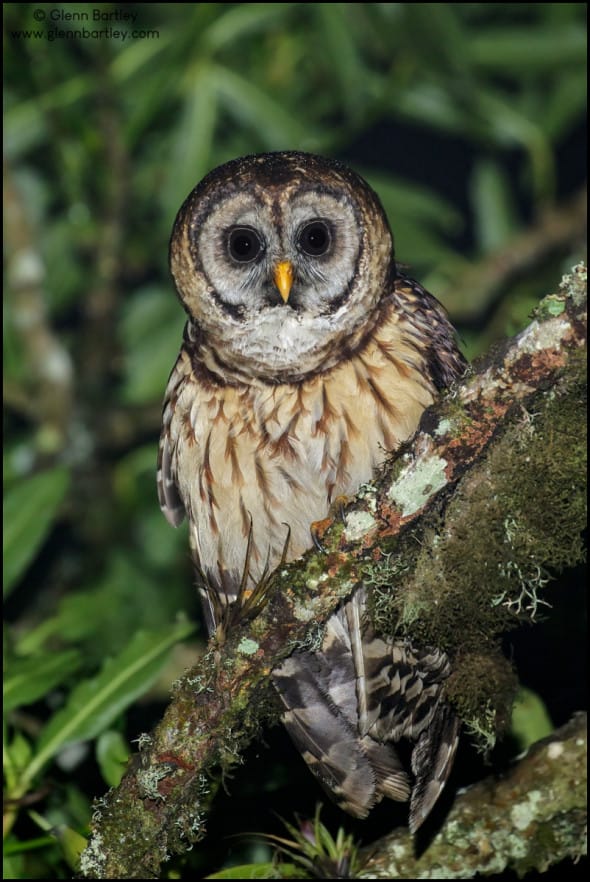 Fulvous Owl (Strix fulvescens)