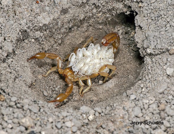 Arizona Stripetail Scorpion 