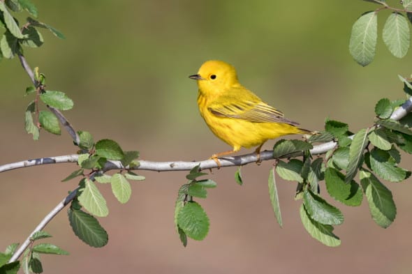 Yellow warbler