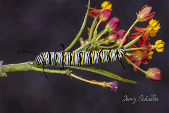 Queen Butterfly Caterpillar on Milk Weed