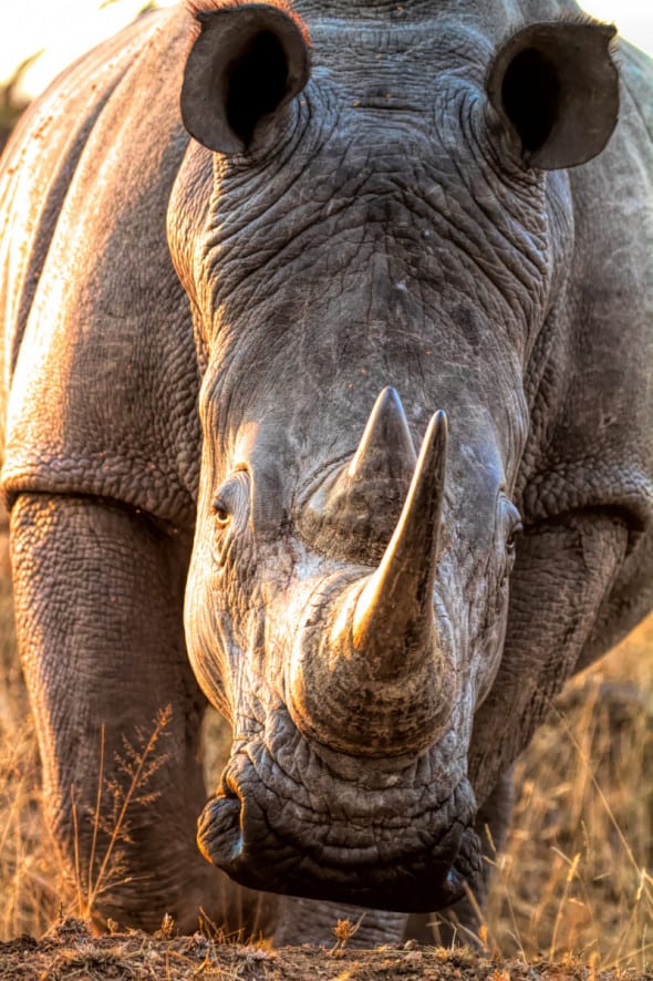 Rhino at Sunset