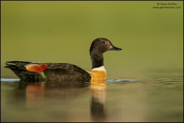 Australian Shelduck (Tadorna tadornoides)