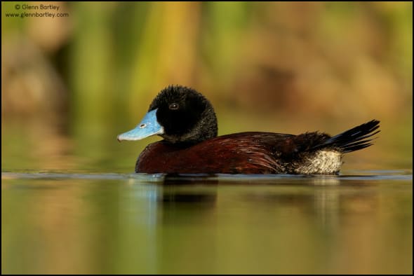 Blue-billed Duck (Oxyura australis)