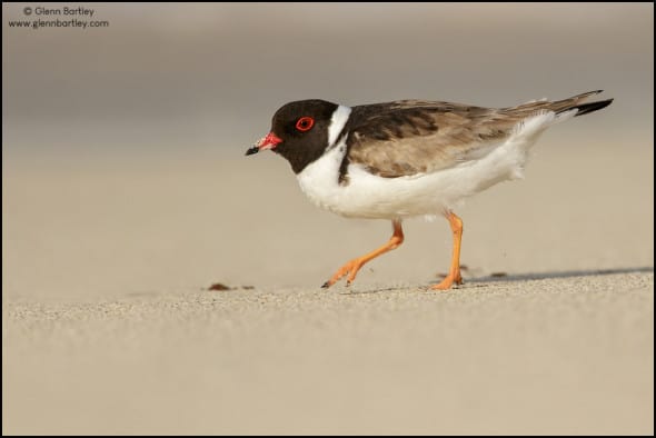 Hooded Plover (Thinornis cucullatus)
