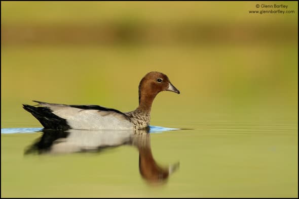 Maned Duck (Chenonetta jubata)