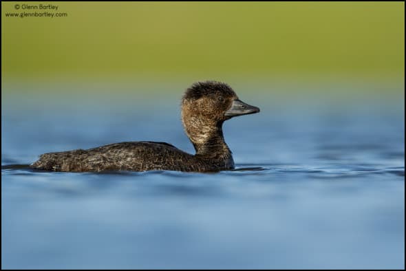 Musk Duck (Biziura lobata)