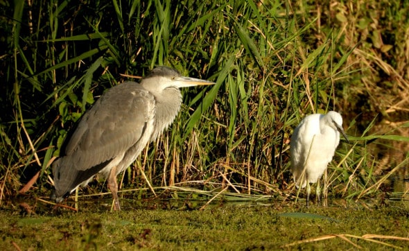 The Heron & the Egret