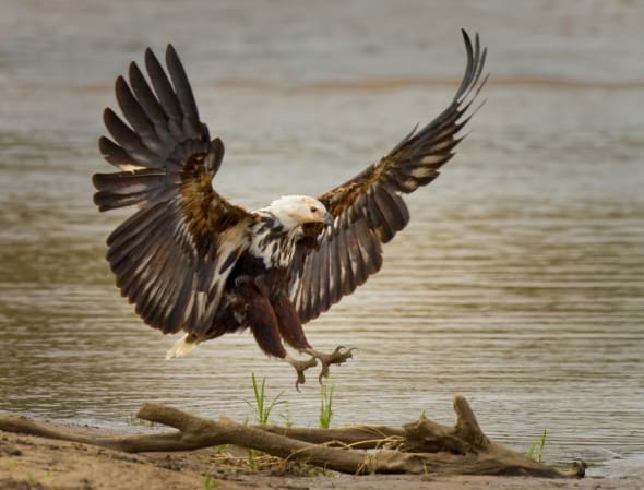  African Fish Eagle
