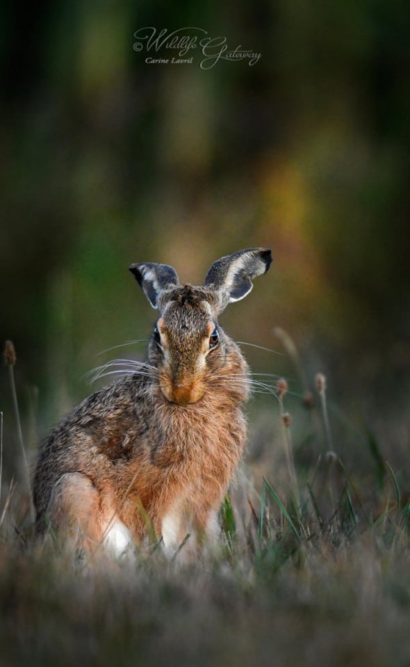 Wild Hare, Early Morning
