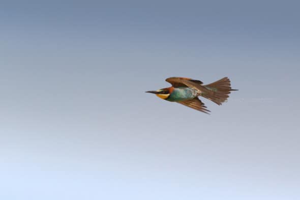Bee-eater in Flight