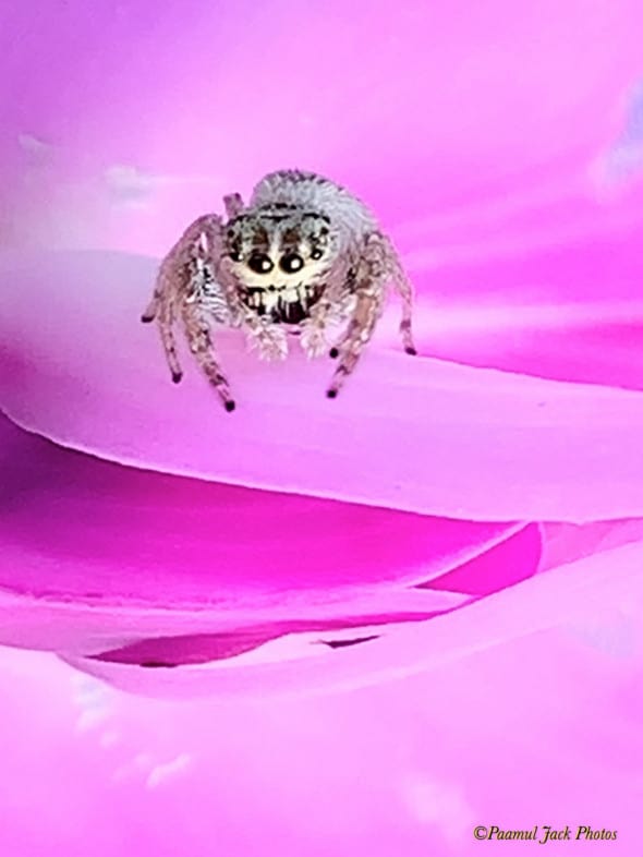 OMG - Am I in Heaven? Jumping Spider