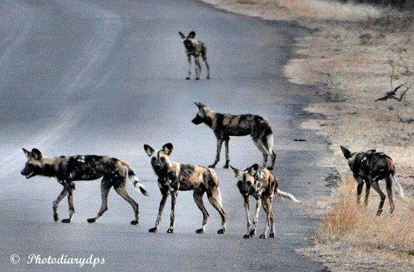 Endangered Painted Dogs Ready to Hunt.